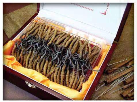 松山湖管委会冬虫夏草回收